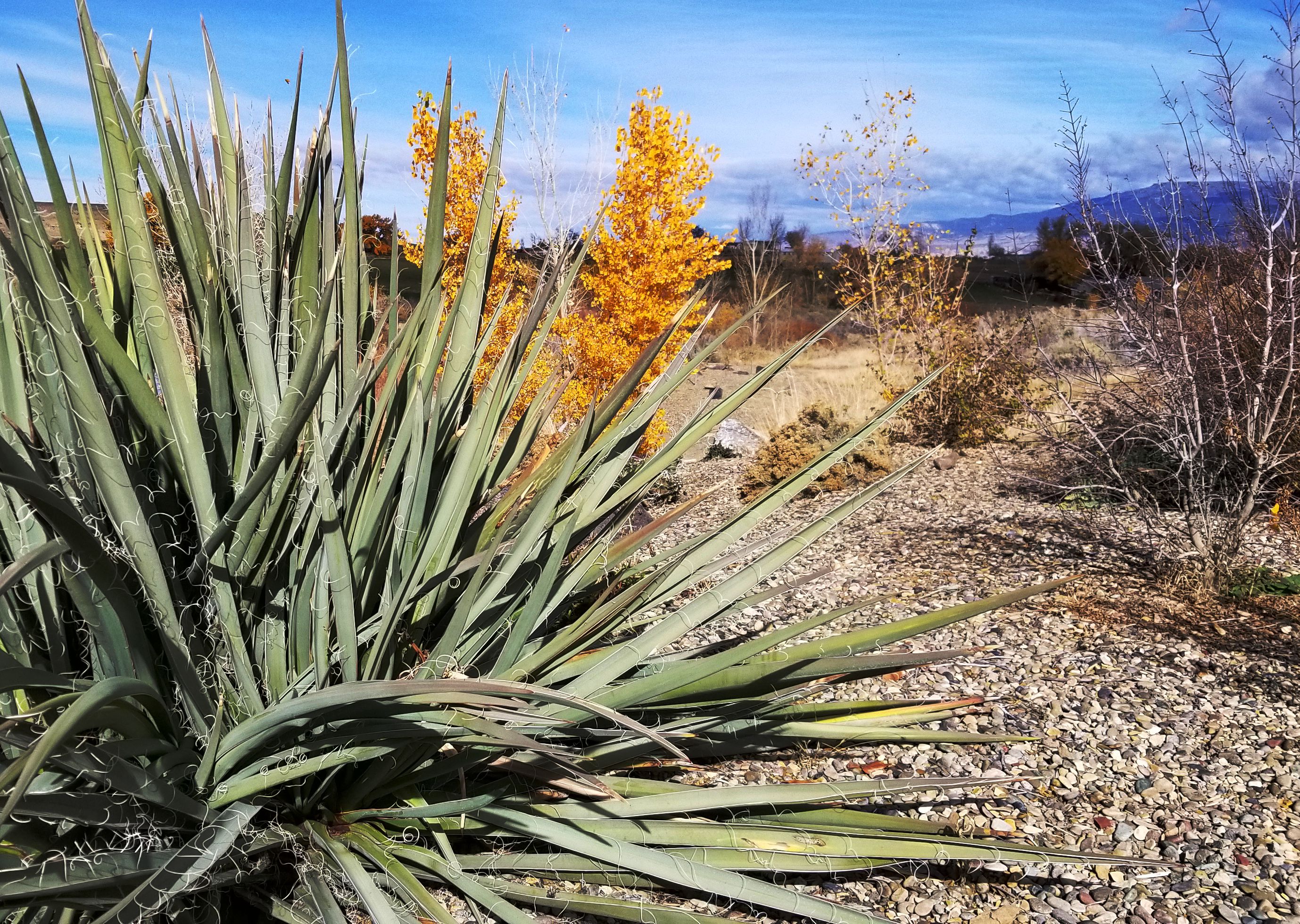 xeriscape in Pea Green Colorado