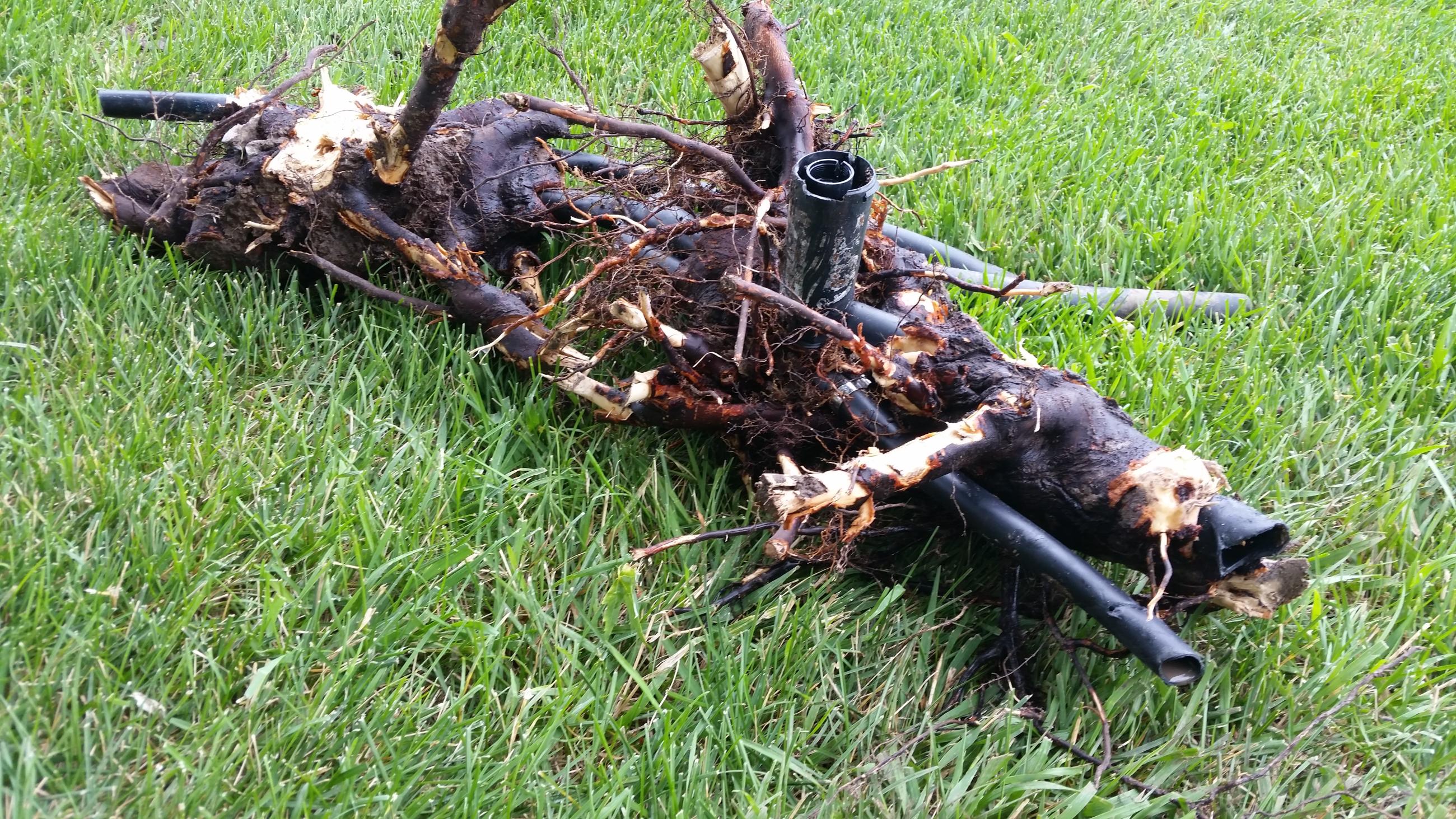 A root we romoved around a poly sprinkler pipe