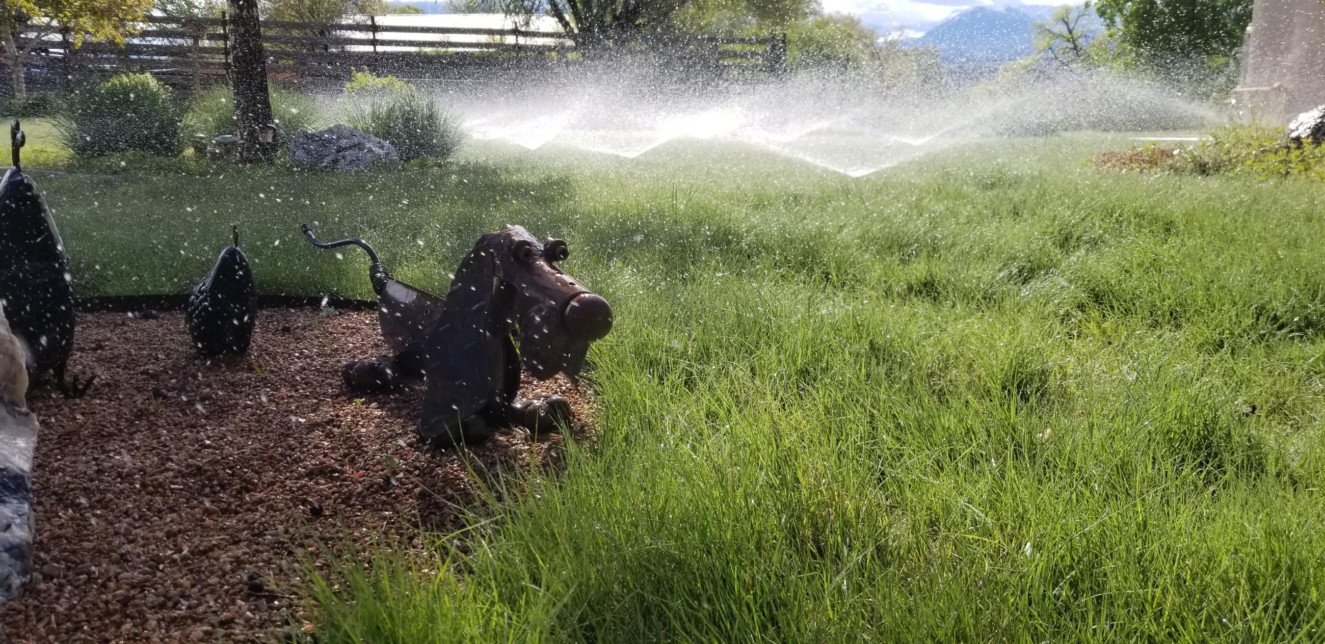 Customer's yard art with sprinklers running in background