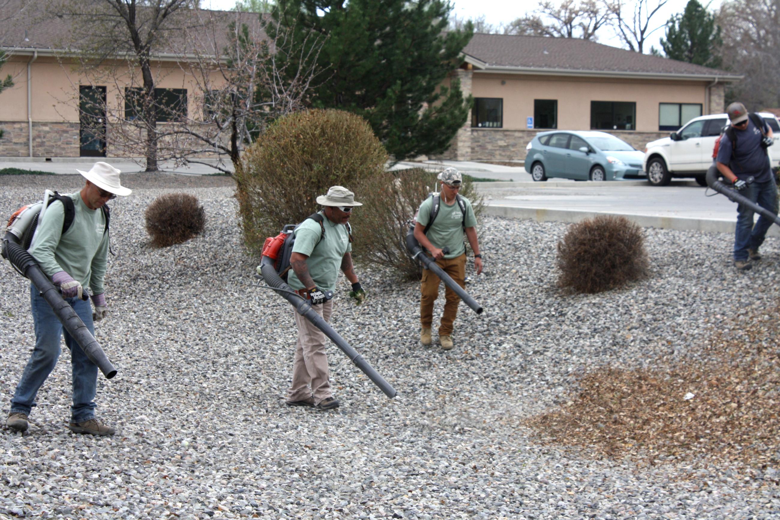 Yard Cleanup