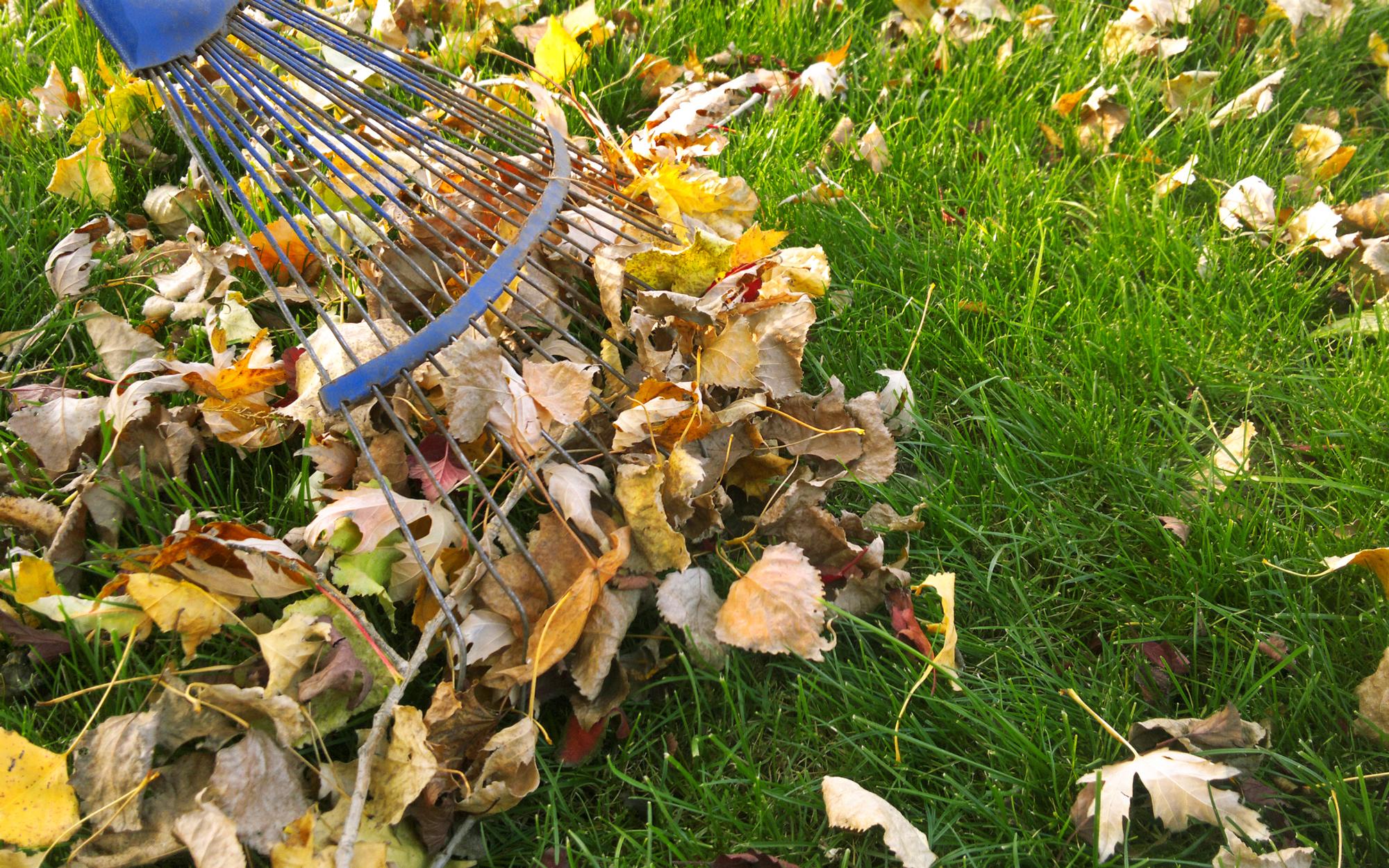 Yard Cleanup