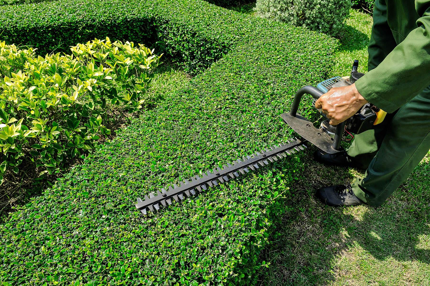 Pruning