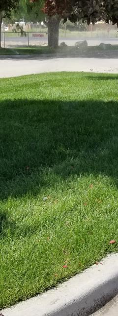 Lawn, Tree and Shrub Fertilizing
