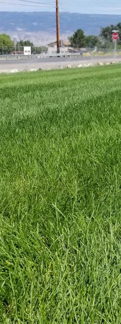 Scecial Mowing for Occations or Keeping Lot Weed down